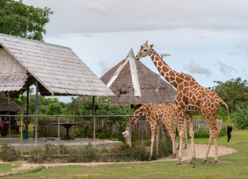 Calauit Safari Tour